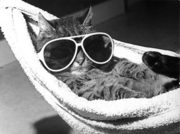 Tabby cat relaxing in hammock wearing sunglasses