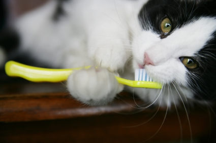 Black and white cat holding yellow toothbrush